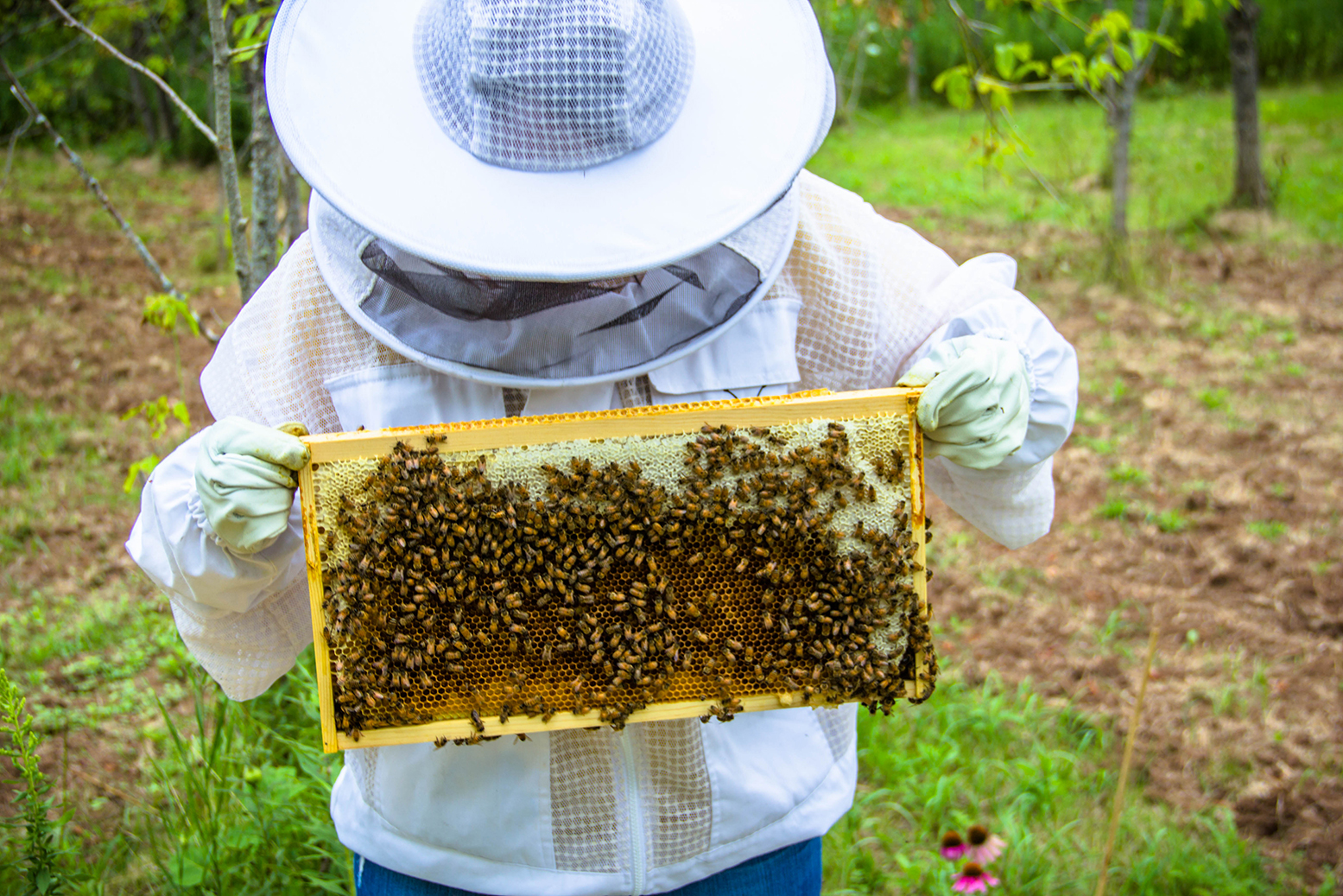 Tips for Beekeeping and Handling Bees